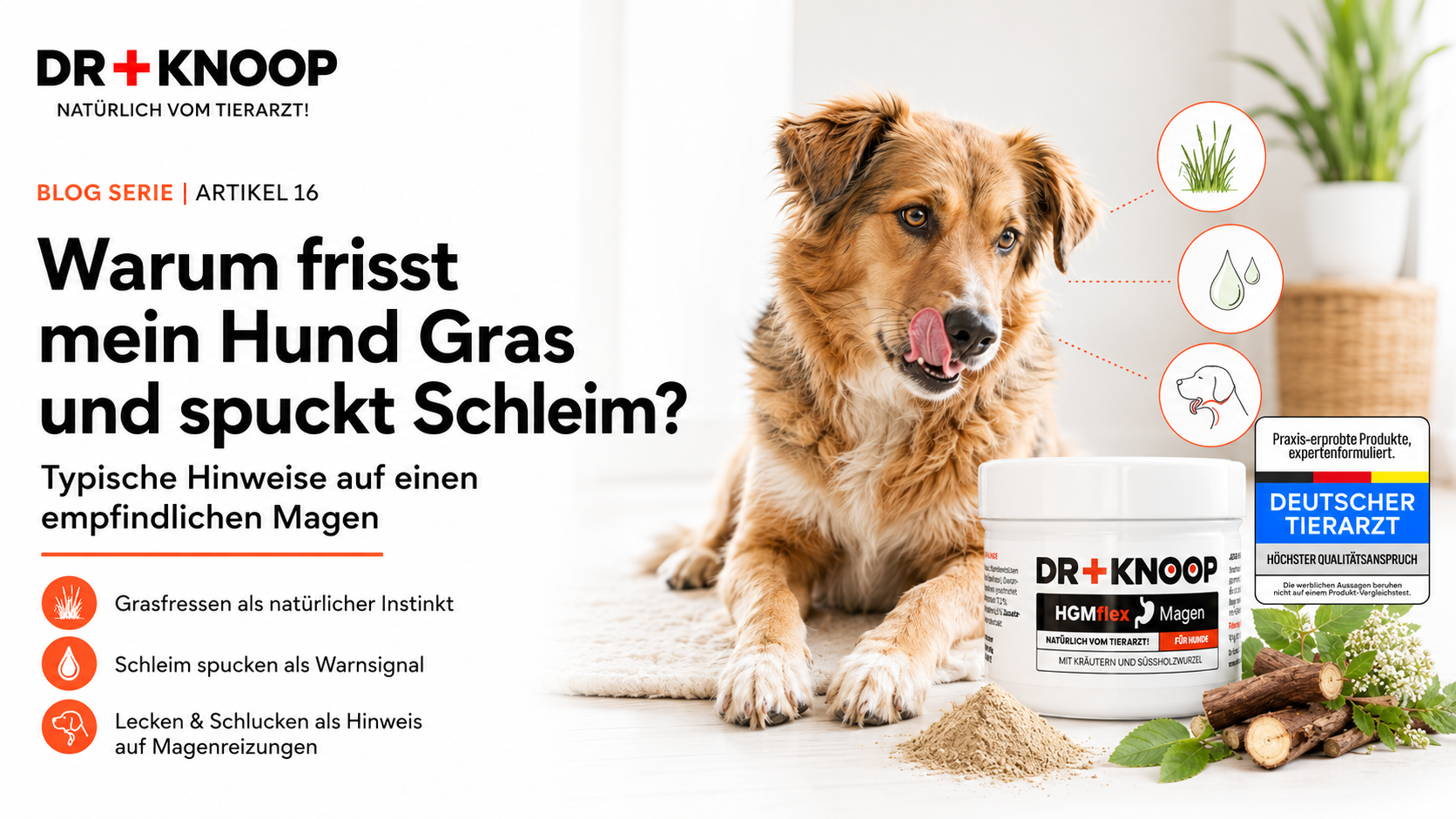 Hund frisst Gras spuckt Schleim – Dr. Knoop Tiergesundheit für Hunde und Katzen