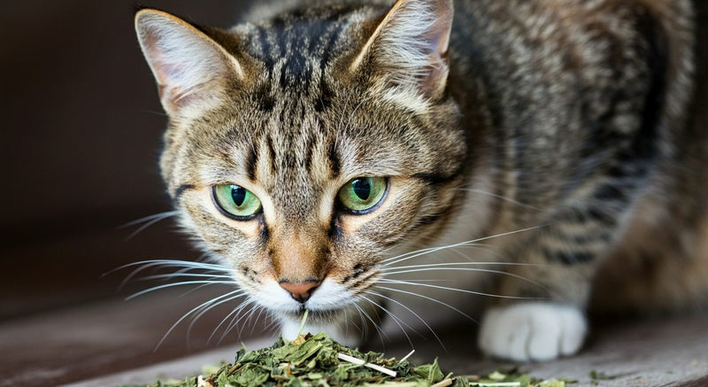 Atemwege frei: Bronchialkräuter für deine Katze