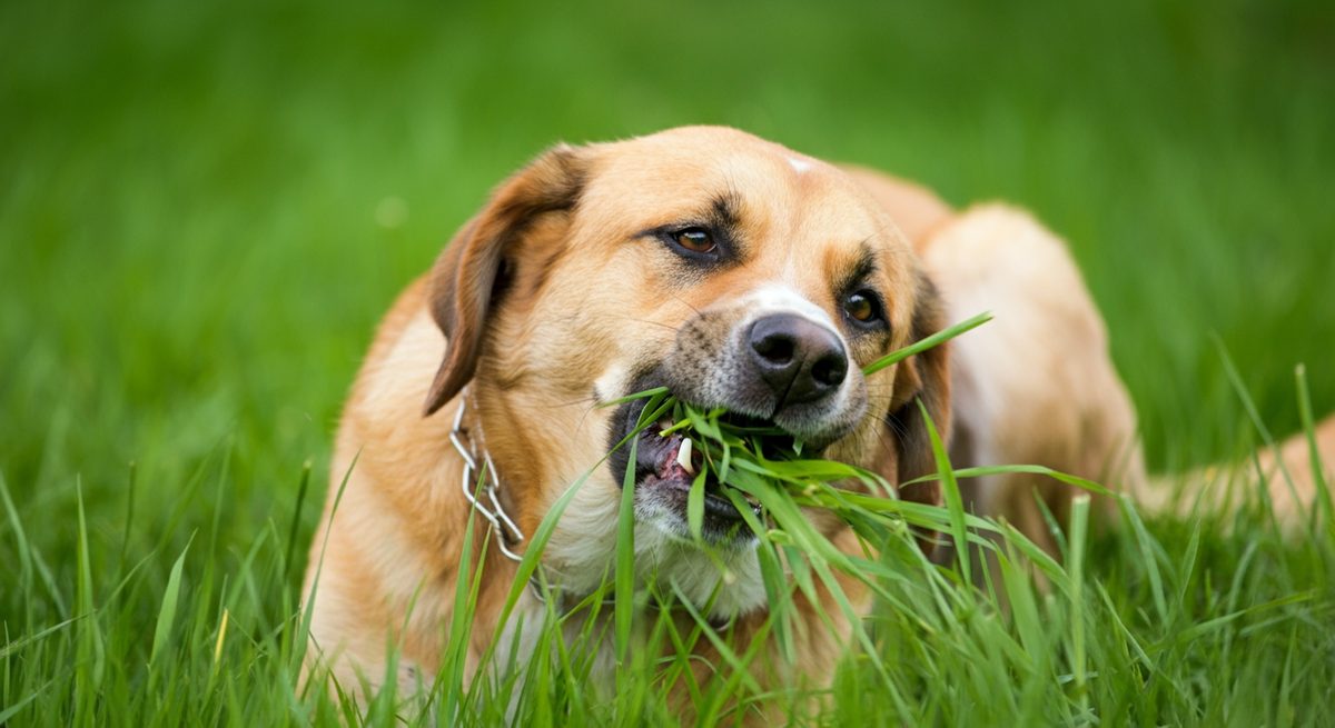 Sodbrennen beim Hund? Anzeichen verstehen & helfen