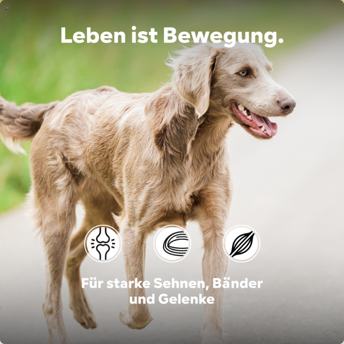 HGMforte Gelenkpulver für ältere Hunde > mehr Bewegungsfreude