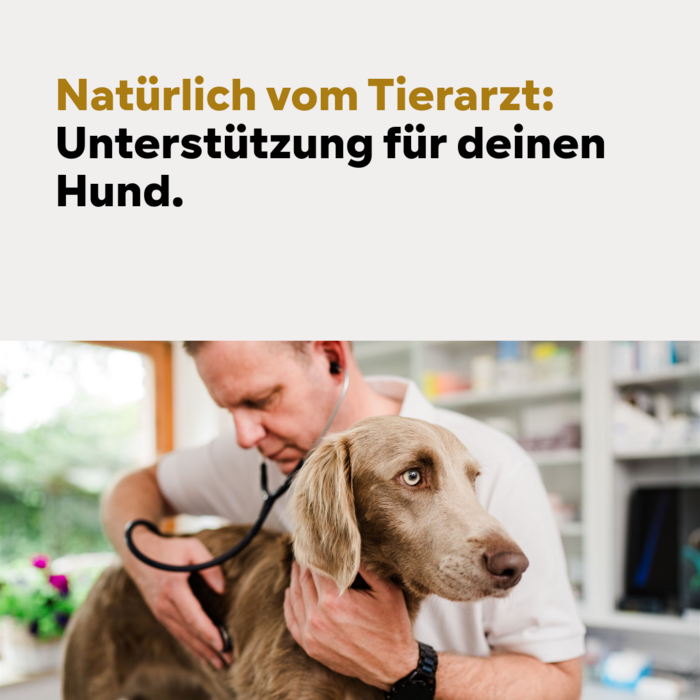 HGMforte Gelenkpulver für ältere Hunde > mehr Bewegungsfreude