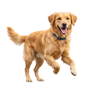 Hund