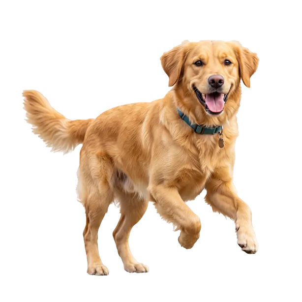 Hund