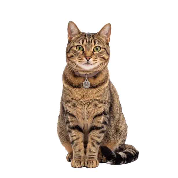 Freisteller Katze (Produktfinder)