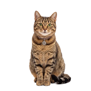 Katze
