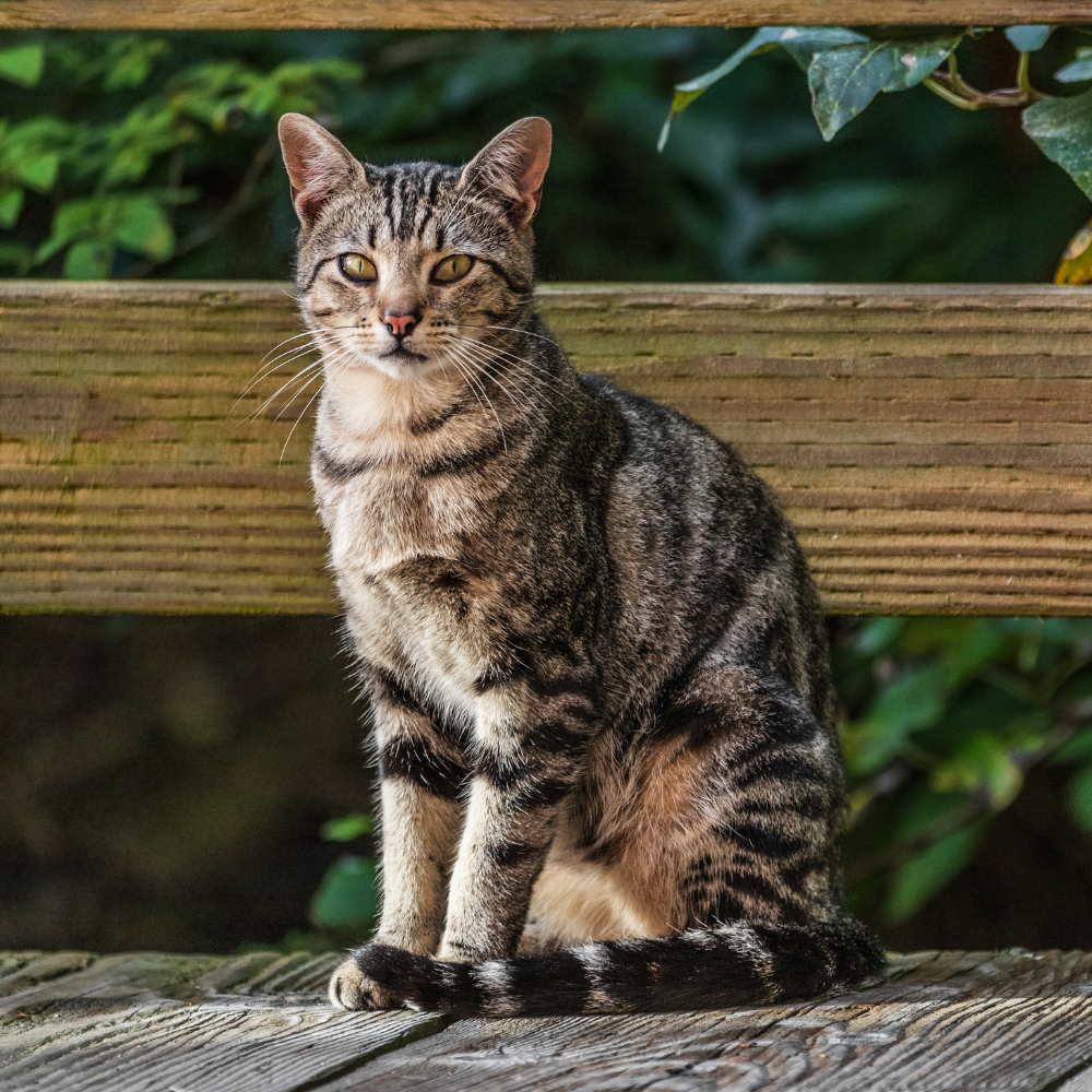 Nahrungsergänzungsmittel Katze, Verdauung, Teufelskralle – Ihr Partner für Tiernahrungsergänzungsmittel