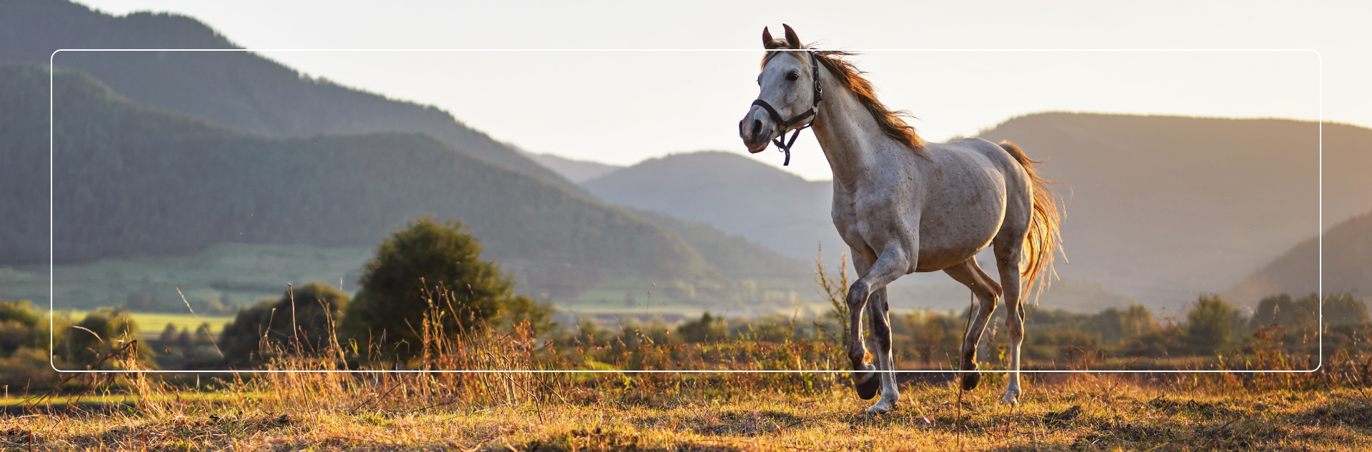Pferd Nahrungsergänzung, Teufelskralle, Gelenkschmerzen – Ihr Partner für Tiernahrungsergänzungsmittel