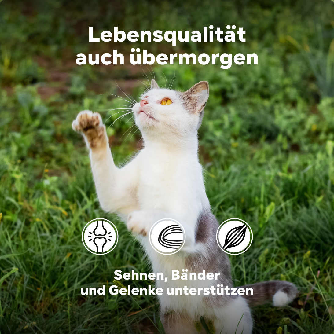 Hund Diätfutter, Gewichtsreduktion, Grünlippmuschelpulver – Ihr Partner für Tiernahrungsergänzungsmittel