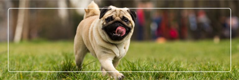 Hund Nahrungsergänzung, Arthrose, Grünlippmuschel – Ihr Partner für Tiernahrungsergänzungsmittel