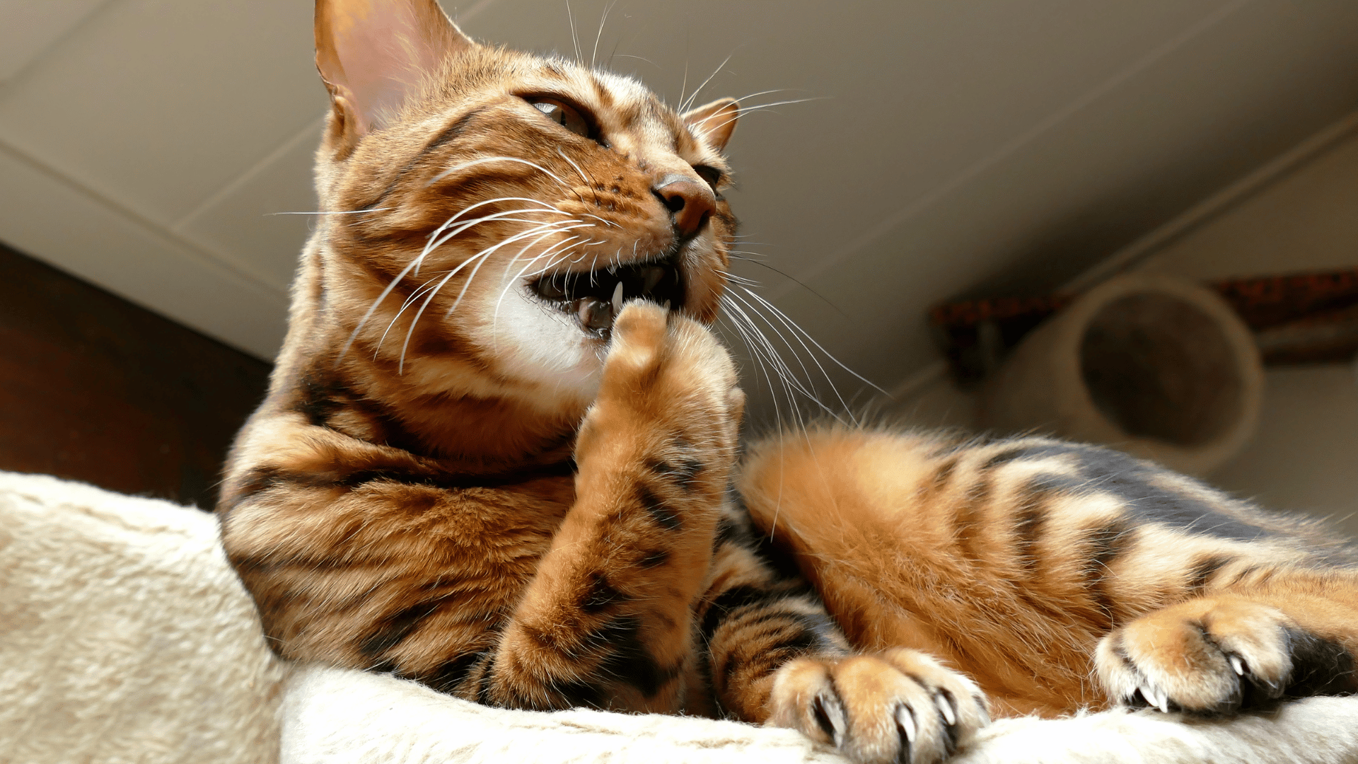 Katze Nahrungsergänzungsmittel, Gelenkschmerzen, Arthrose – Ihr Partner für Tiernahrungsergänzungsmittel