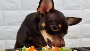 Hund frisst gras, Diätfutter Hund, Nahrungsergänzungsmittel für den Hund – Häufige Ernährungsfehler und wie man sie vermeidet.