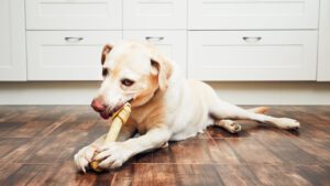 Arthrose Hund, Grünlippmuschel Hund, Nahrungsergänzungsmittel Arthrose – Nahrungsergänzungsmittel für Hunde bei Arthrose.