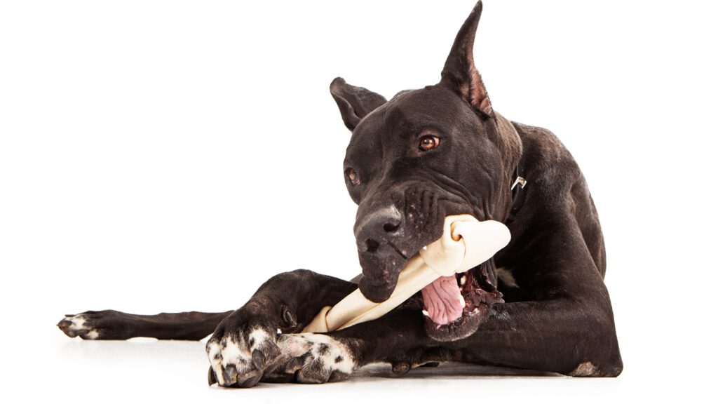 Allergischer Hund, Nahrungsmittelallergie Hund, hypoallergenes Hundefutter – Alltag mit einem allergischen Hund meistern.