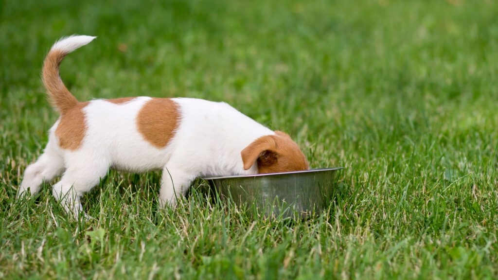 Hund erbricht unverdautes Futter, Diätfutter Hund, Nahrungsergänzungsmittel für den Hund – Nahrungsmittelallergien bei Hunden erkennen.