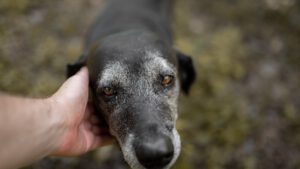 Teufelskralle Hund, Teufelskralle Katze, Grünlippmuschel und Teufelskralle Hund – Ihr Partner für Tiernahrungsergänzungsmittel.