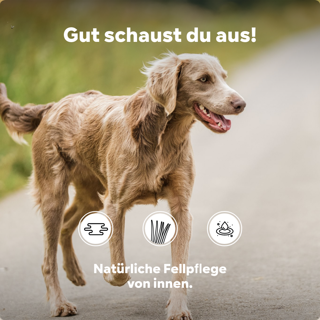 Zahnstein entfernen Hund, Grünlippmuschelpulver, Hund kotzt gelb – Ihr Partner für Tiernahrungsergänzungsmittel