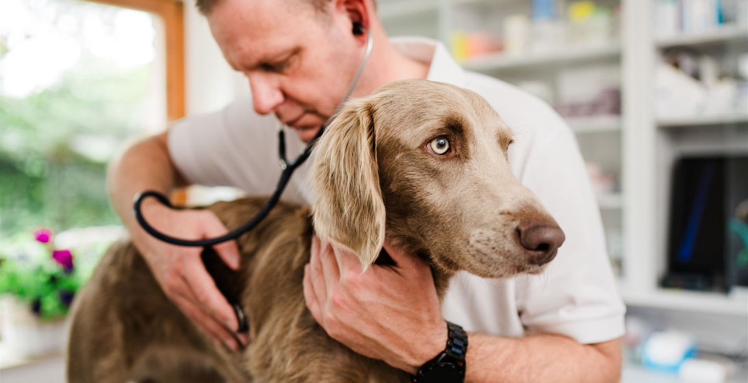 Hund kotzt gelb, Hund frisst Gras, Diätfutter Hund – Ihr Partner für Tiernahrungsergänzungsmittel