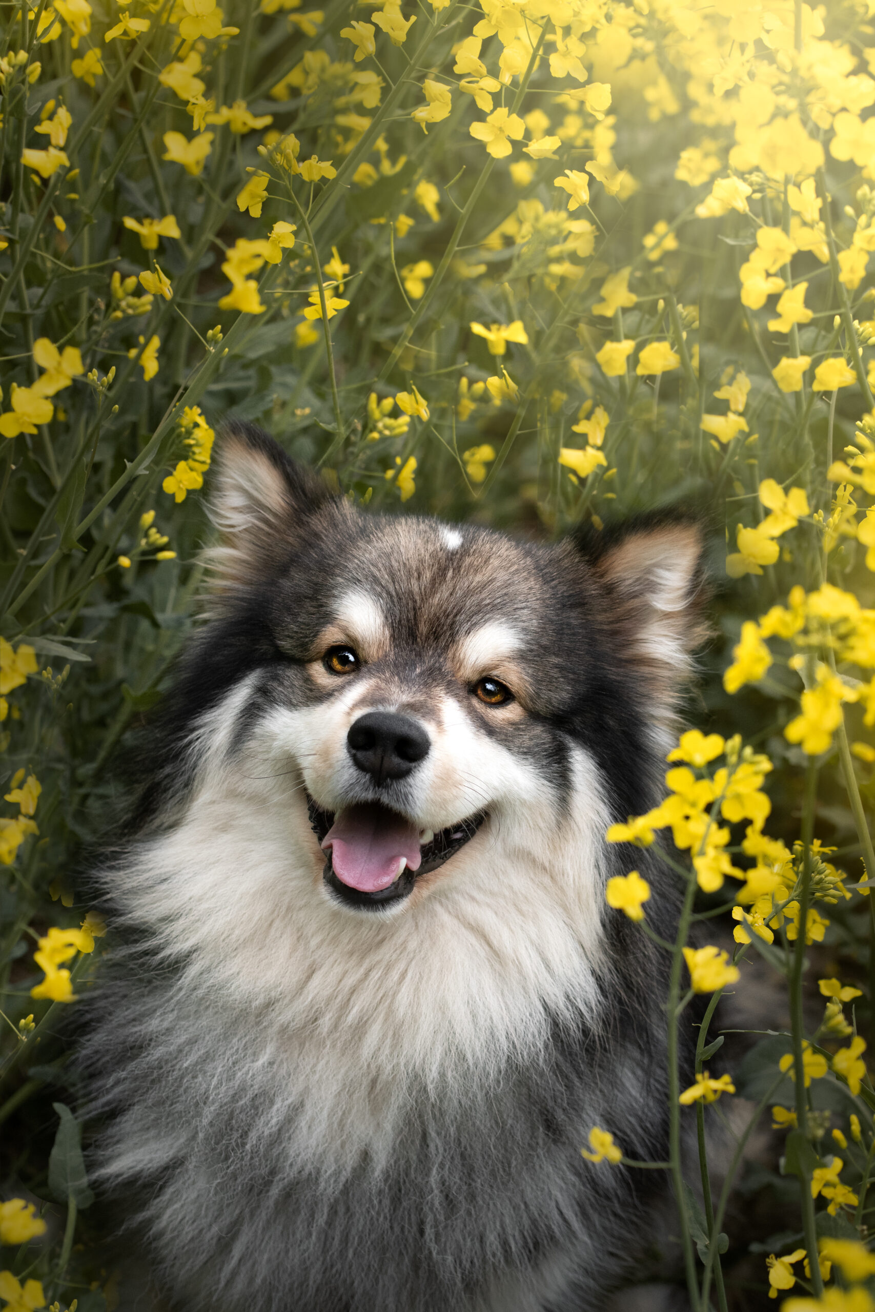 Hund erbricht Futter unverdaut, Hund kotzt gelb, Diätfutter Hund – Ihr Partner für Tiernahrungsergänzungsmittel