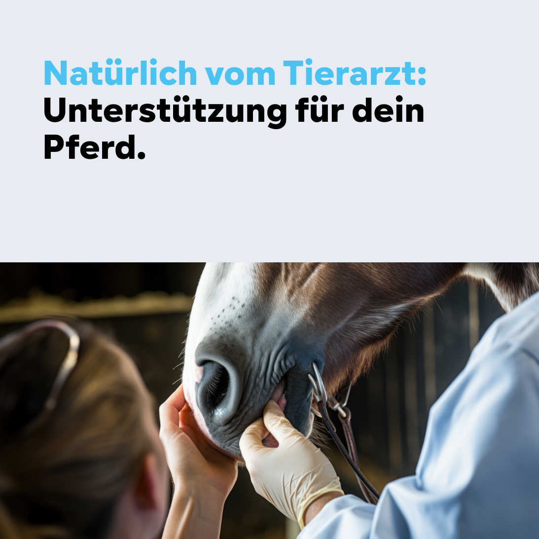 HGMbasis Pferd - Gelenkpulver für aktive Pferde. – Bild 6